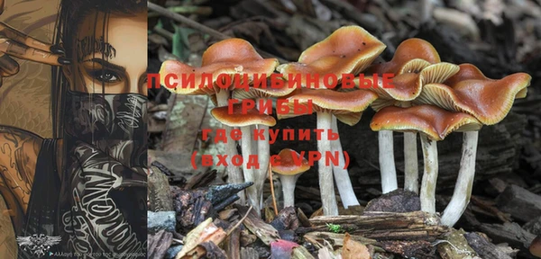 прущие грибы Аркадак